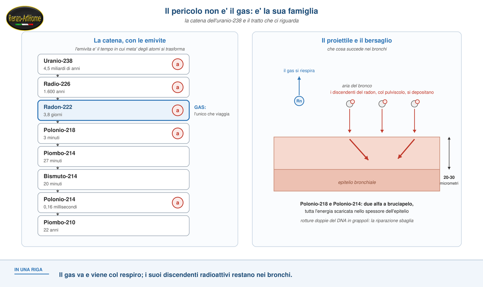 Schema della catena di decadimento dell'uranio-238: dal radio al radon, e dal radon ai figli a vita breve che colpiscono i bronchi