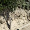 Radici e stabilità dei versanti: una scarpata di terra chiara lungo un sentiero sterrato, con tre pali di legno al piede e un'asse posata a terra sul bordo; a sinistra radici scoperte escono dalla parete, in alto arbusti e alberi