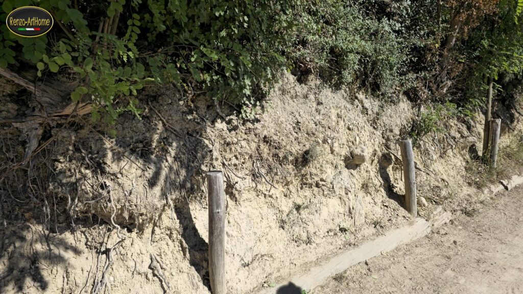 Radici e stabilità dei versanti: una scarpata di terra chiara lungo un sentiero sterrato, con tre pali di legno al piede e un'asse posata a terra sul bordo; a sinistra radici scoperte escono dalla parete, in alto arbusti e alberi
