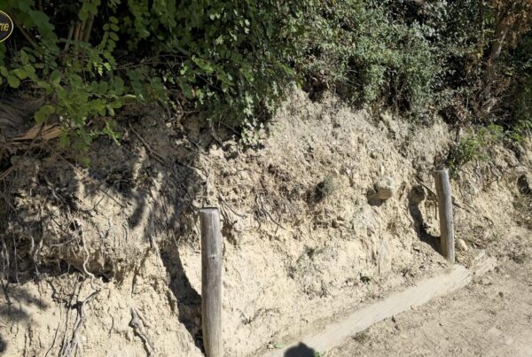 Radici e stabilità dei versanti: una scarpata di terra chiara lungo un sentiero sterrato, con tre pali di legno al piede e un'asse posata a terra sul bordo; a sinistra radici scoperte escono dalla parete, in alto arbusti e alberi