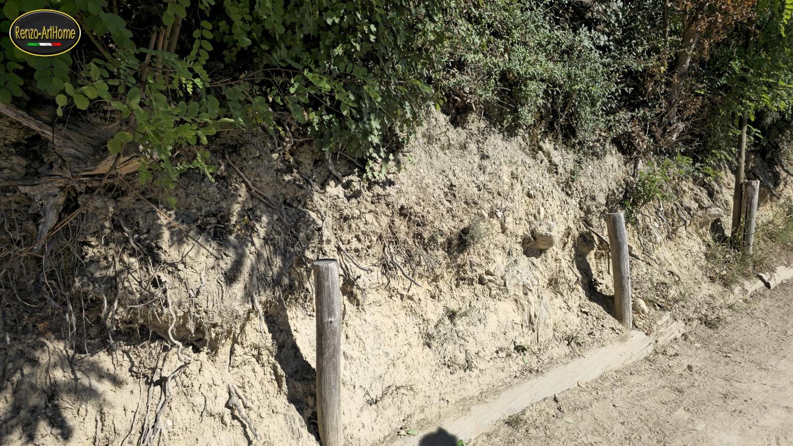 Radici e stabilità dei versanti: una scarpata di terra chiara lungo un sentiero sterrato, con tre pali di legno al piede e un'asse posata a terra sul bordo; a sinistra radici scoperte escono dalla parete, in alto arbusti e alberi