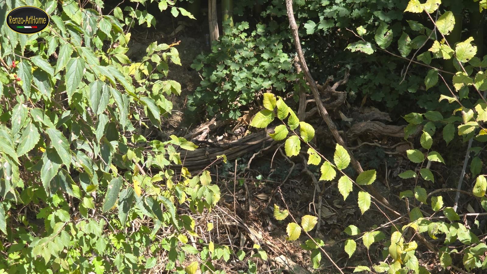 Fra la vegetazione, un grosso intrico di radici legnose scoperte giace sul pendio; dietro si vedono fusti che sembrano di bambù e foglie di arbusti