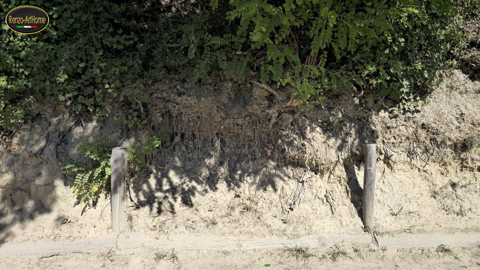Radici e stabilità dei versanti: la parete di terra chiara vista di fronte, con la vegetazione in alto, una fascia di radici scoperte a metà altezza e la terra nuda fino al piede, due pali di legno e un'asse posata a terra lungo il sentiero