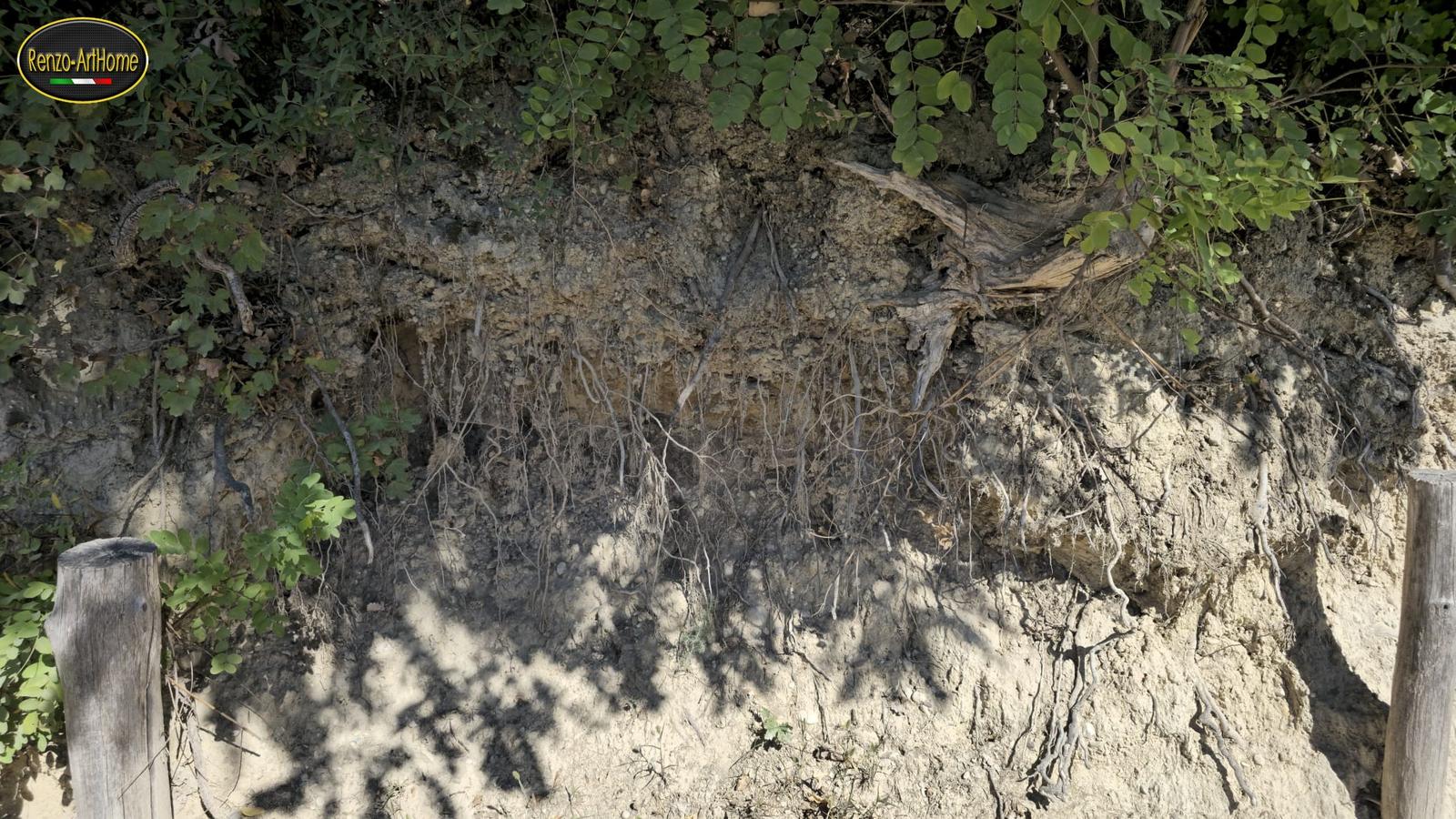 Primo piano della parete: in alto terreno più scuro con ghiaia e un grosso pezzo di legno grigio che sporge, sotto decine di radici sottili che pendono davanti alla faccia arretrata, più in basso poche radici grosse che scendono fino al piede