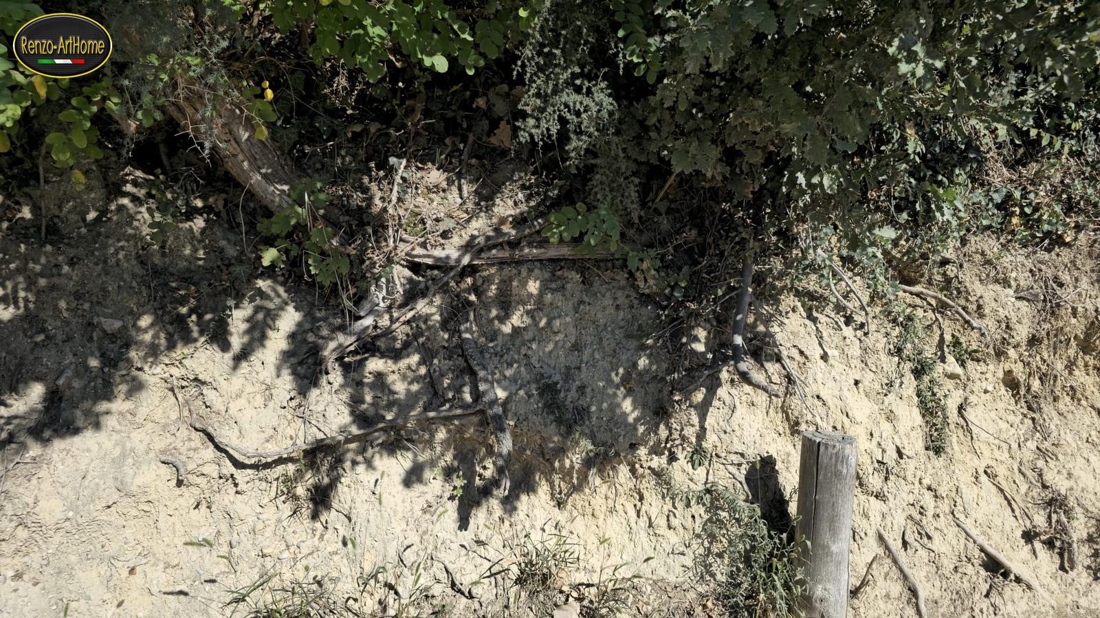 Un altro tratto della scarpata: un tronco inclinato cresce sul ciglio e una radice grossa corre sulla faccia della parete, prima in orizzontale e poi verso il basso; a destra un palo di legno