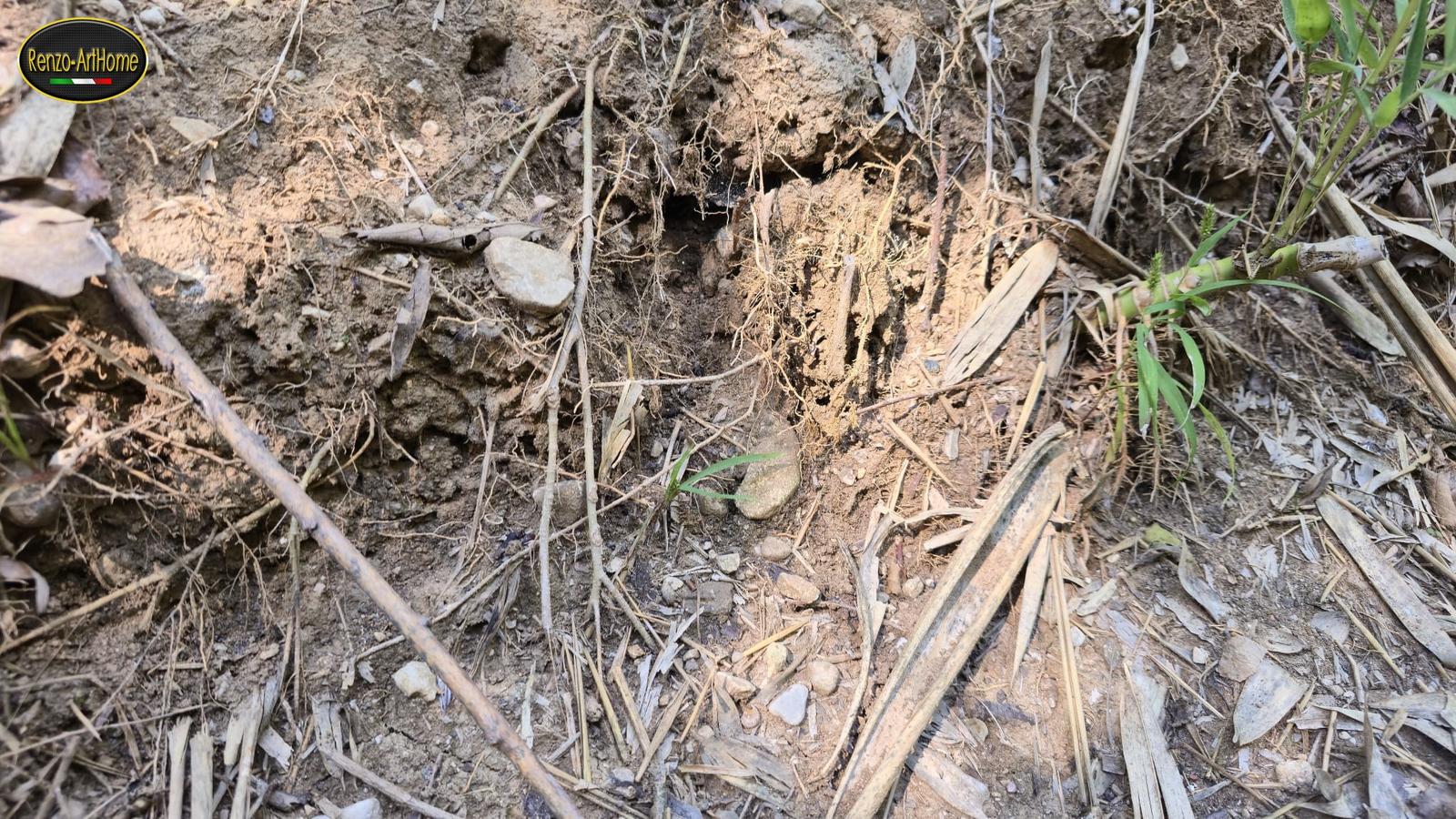 Primo piano dello strato superficiale del terreno: radici fini che legano le zolle, un foro scuro fra le zolle, sassi, foglie secche allungate e a destra un germoglio verde