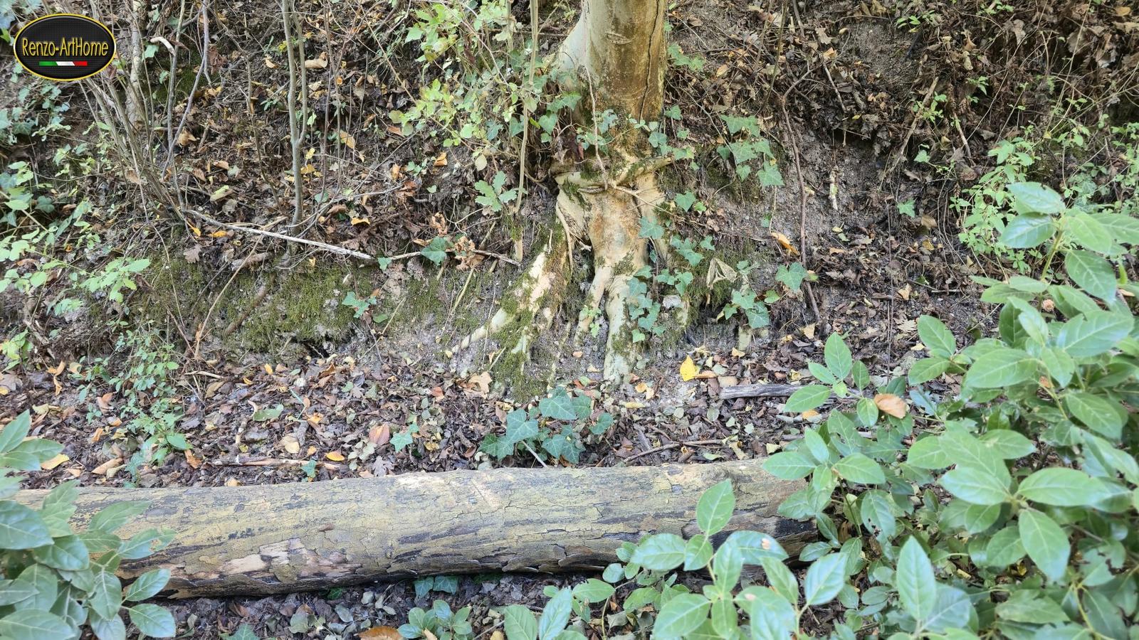In un altro punto del versante, un albero con la base del tronco e le radici principali fuori terra, coperte di muschio, edera sul terreno, foglie secche e un tronco caduto disteso di traverso in primo piano