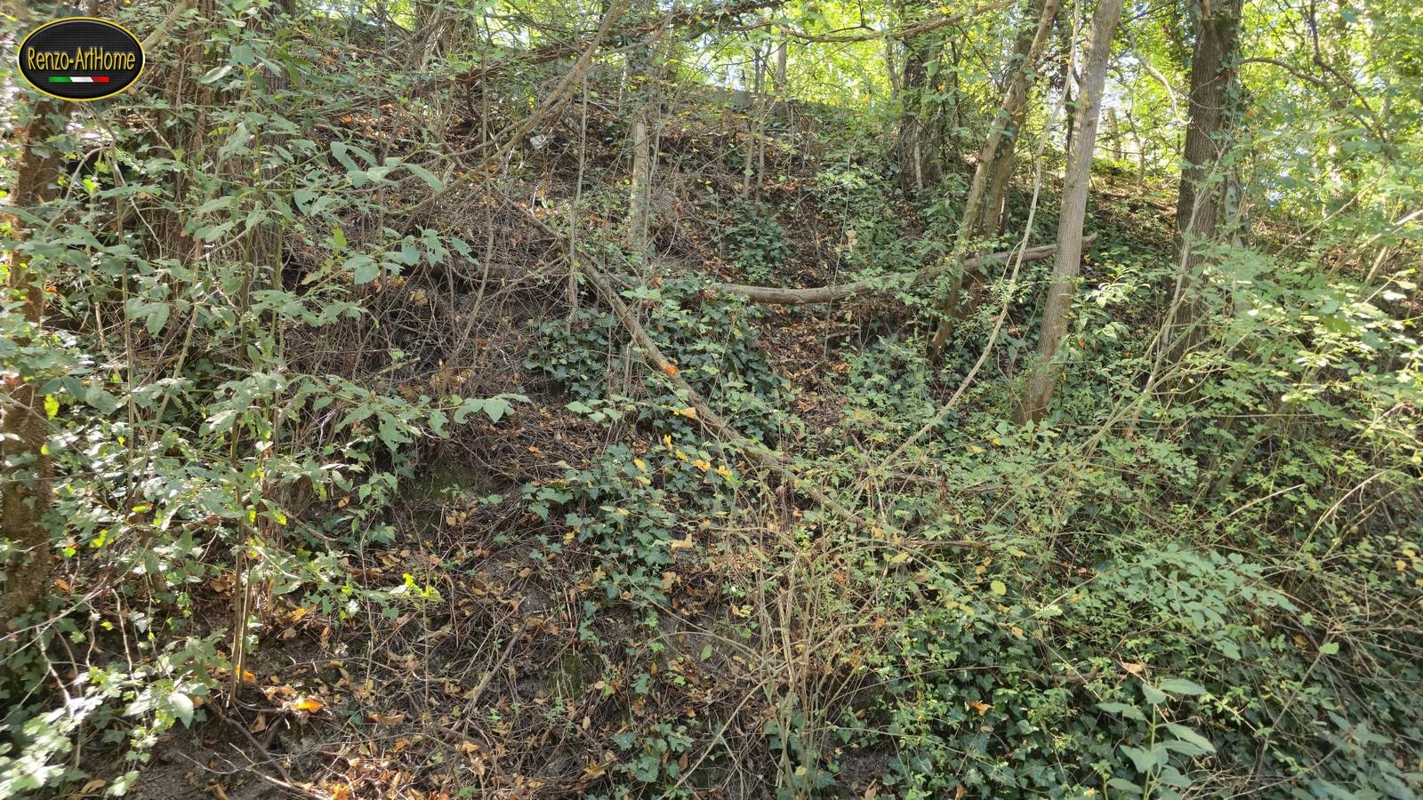 Il versante boscato visto dal basso: alberi giovani, edera e arbusti, un tronco caduto di traverso e foglie secche sul terreno