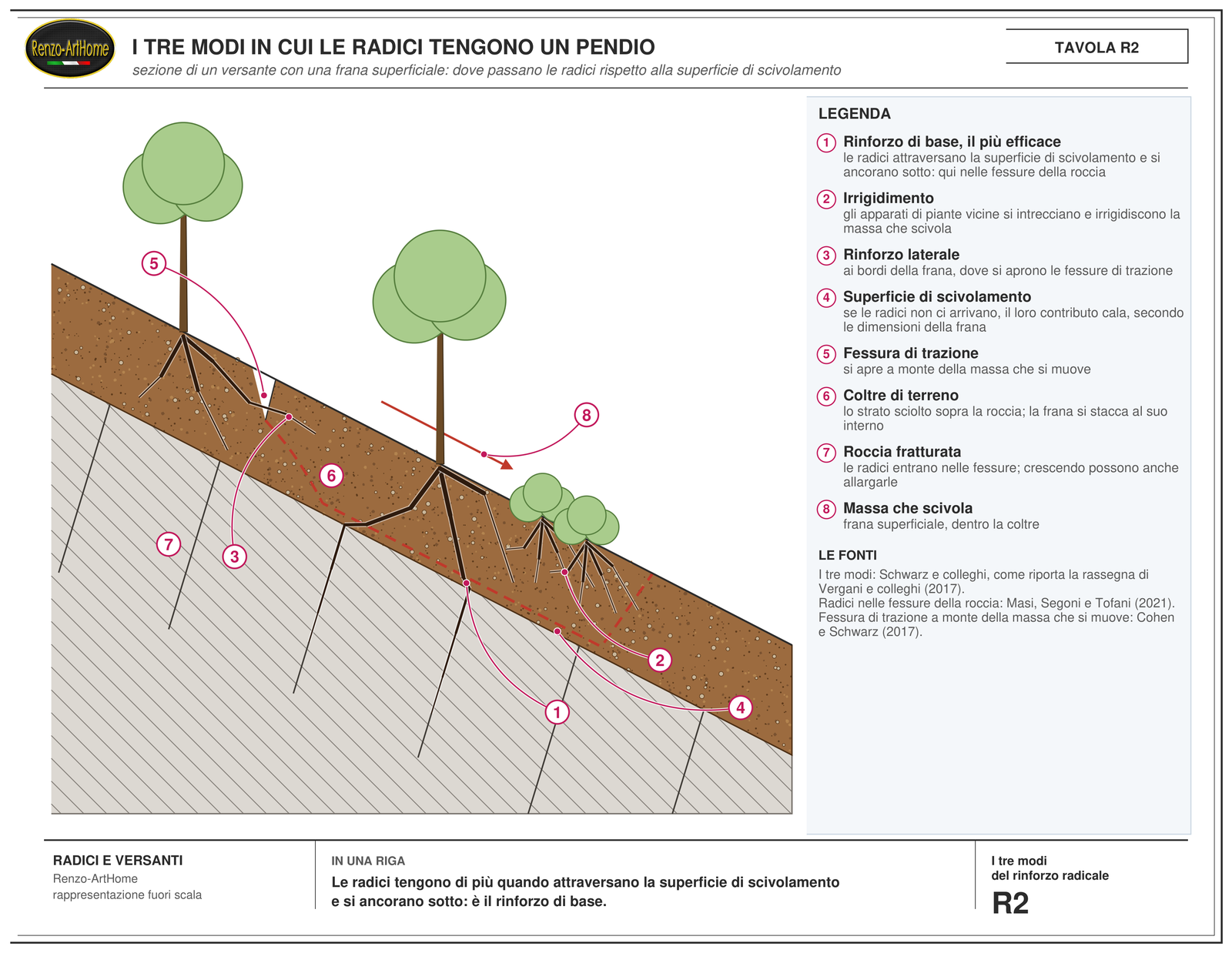Sezione di un versante con una frana superficiale su roccia fratturata: radici di un albero che attraversano la superficie di scivolamento e scendono nelle fessure, radici di arbusti intrecciate nella coltre, radici che attraversano la fessura di trazione a monte