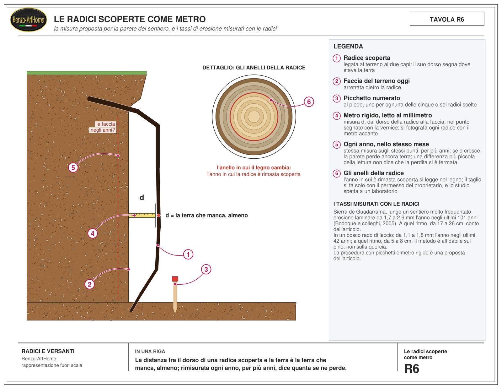 Una radice scoperta, legata al terreno ai due capi, sulla faccia di una scarpata, con un picchetto e un metro rigido che misura la distanza fra il dorso della radice e il terreno, e gli anelli della radice usati per datarla