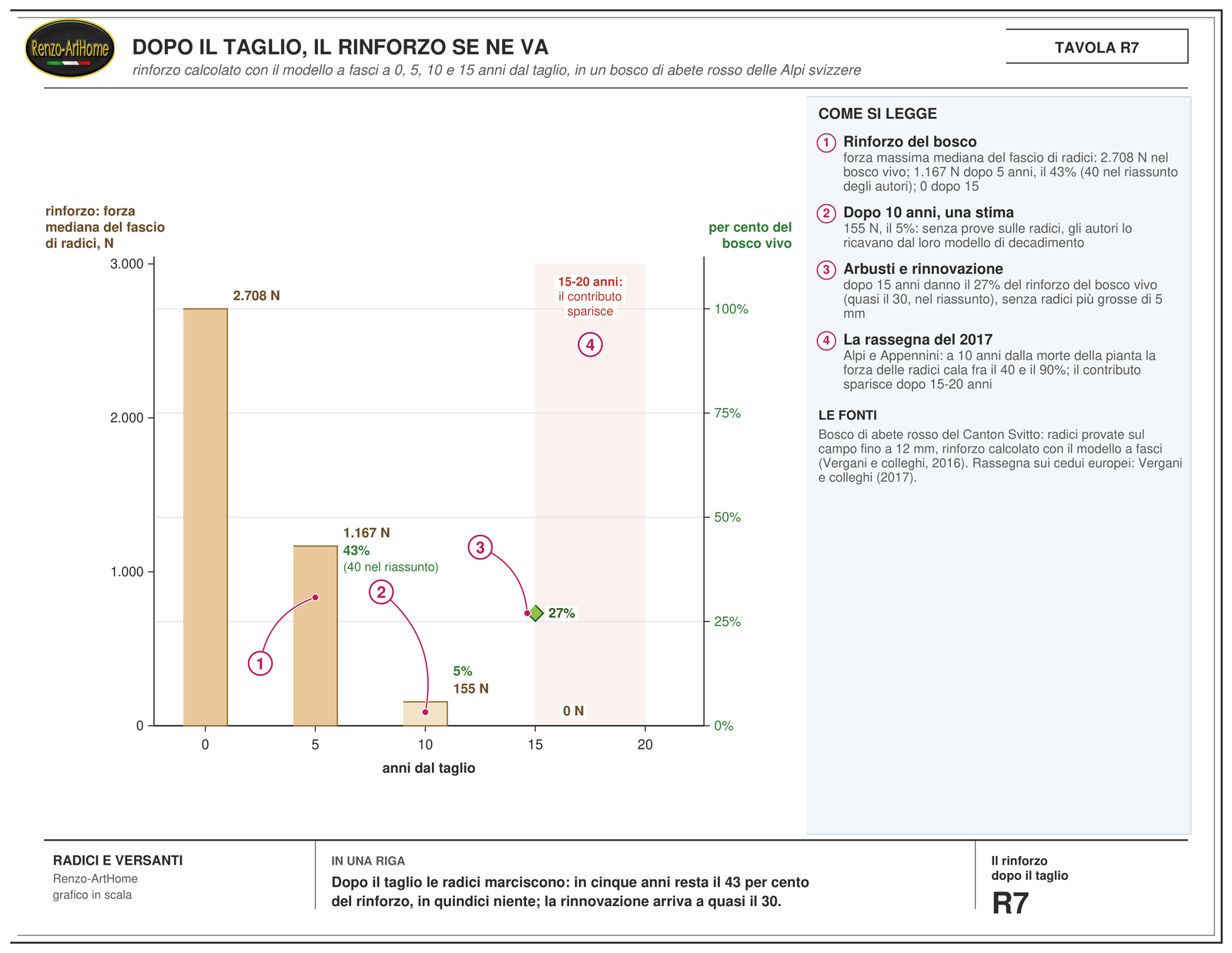 Grafico del rinforzo delle radici negli anni dopo il taglio, in newton e in per cento del bosco vivo: 2.708 newton nel bosco vivo, il 43 per cento dopo cinque anni, zero dopo quindici, e la rinnovazione al 27 per cento