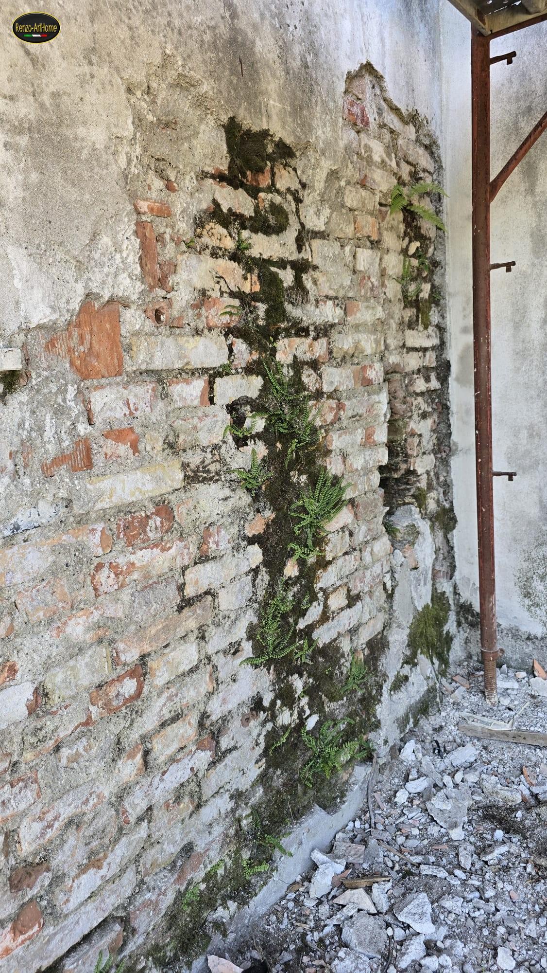 Parete di mattoni in ombra, con una striscia verticale di muschio scuro e di piccole felci che scende dal bordo dell'intonaco rimasto fino al pavimento, mentre il resto della parete è senza vegetazione